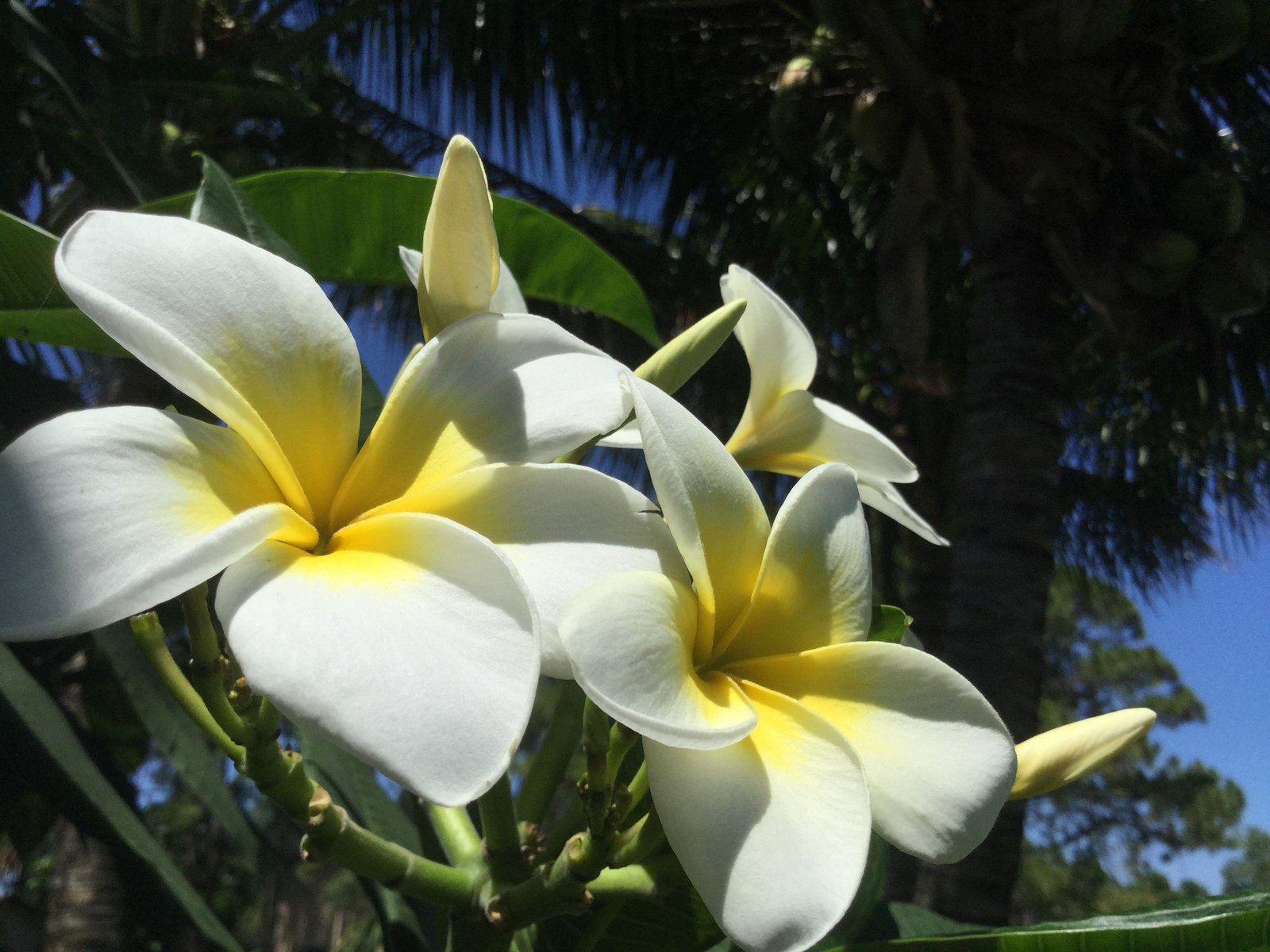 Summer Beauties