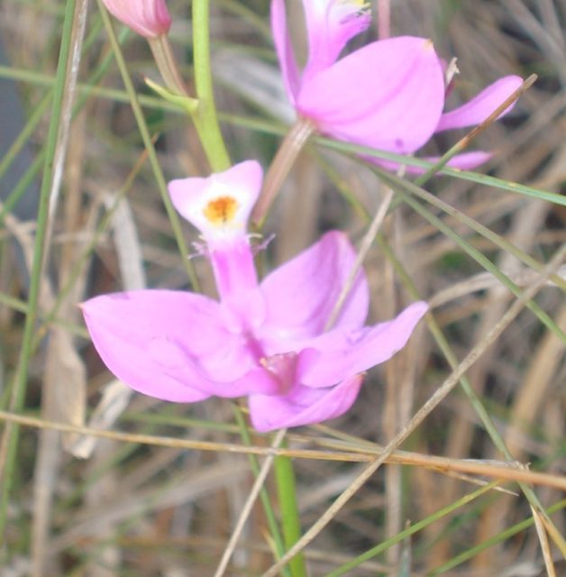 Simpson's Grass