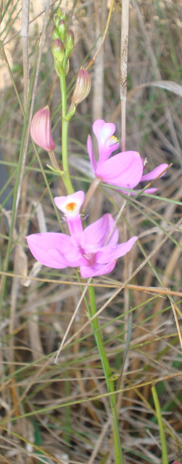 Simpson's Grass