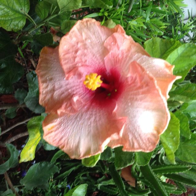 Vero Pink