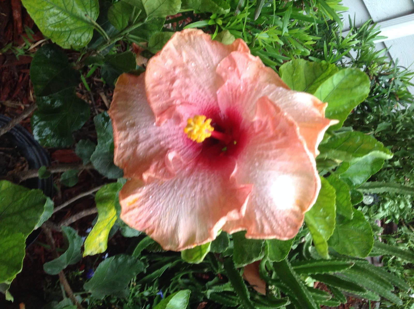 Vero Pink