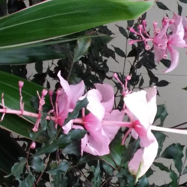 Cirque De Fleur.