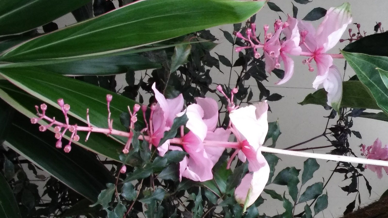 Cirque De Fleur.