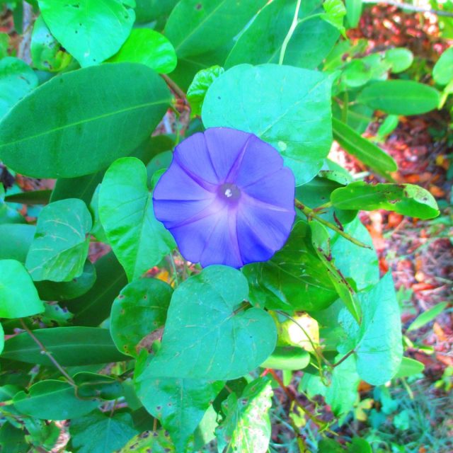 Morning Glory