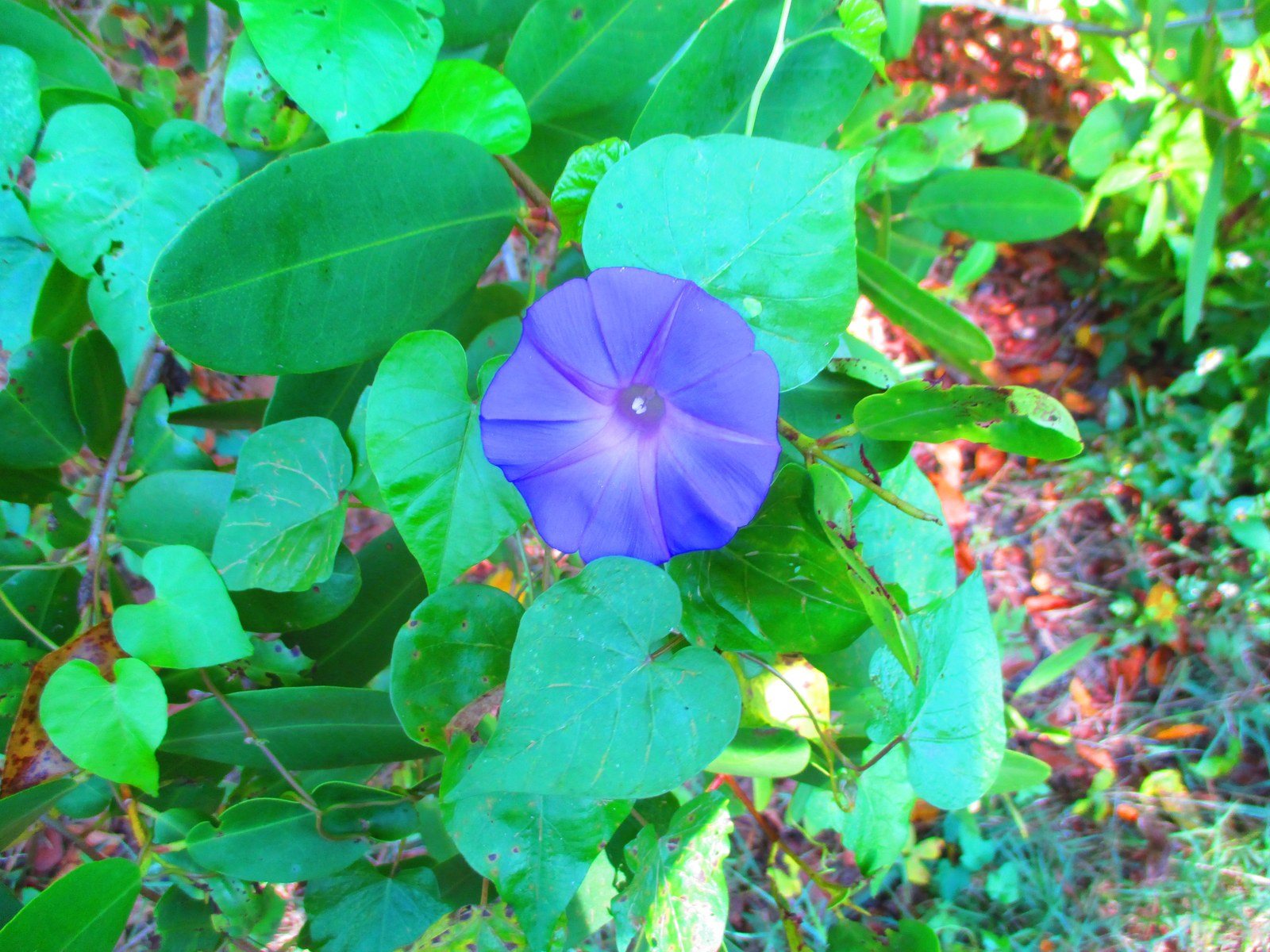 Morning Glory