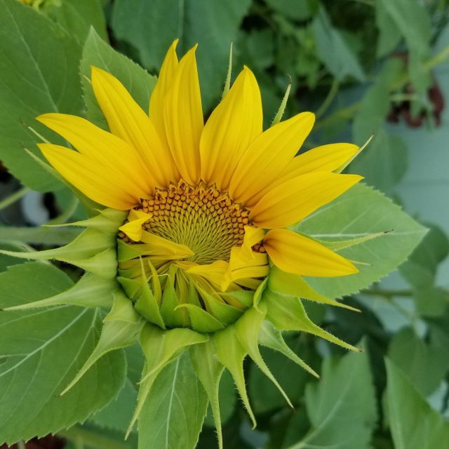 My Sunflowers