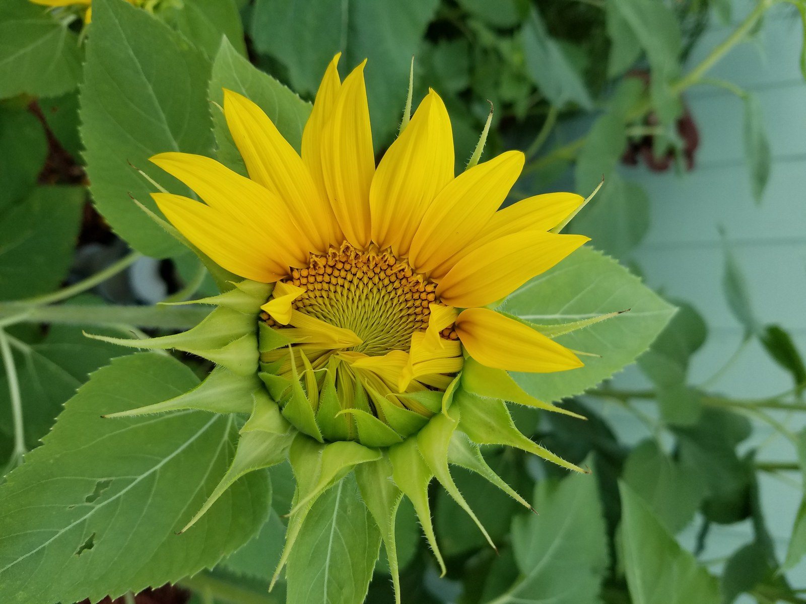 My Sunflowers