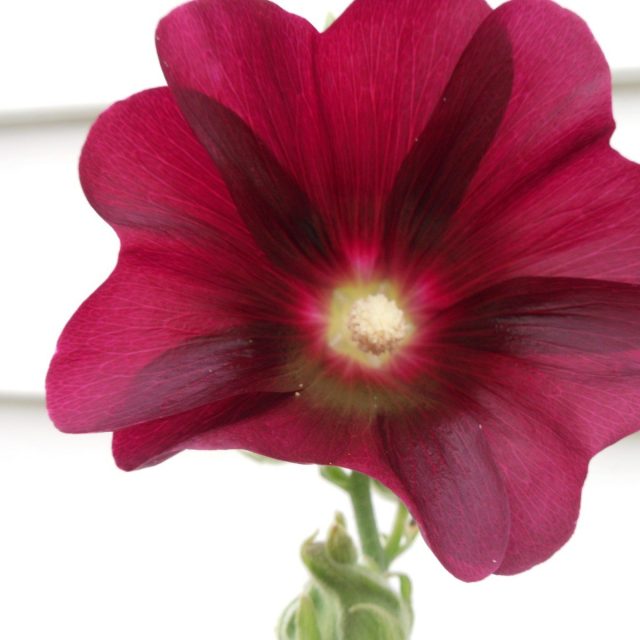 My Grandma's Flower #2
