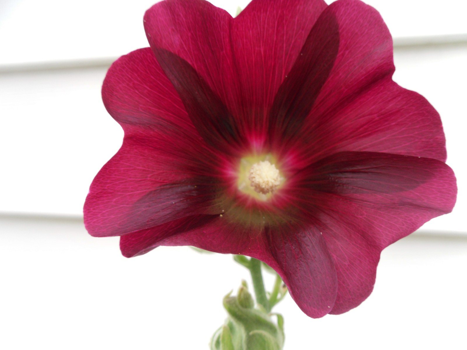 My Grandma's Flower #2