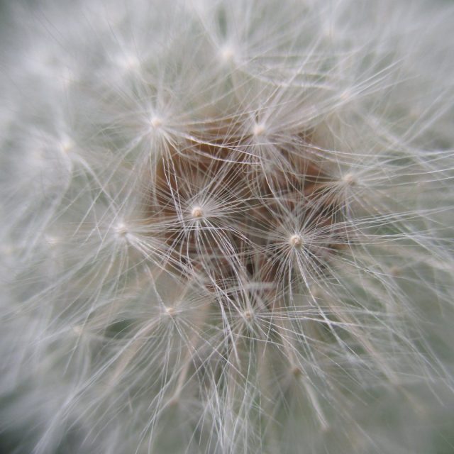 Fuzzy Dandelion