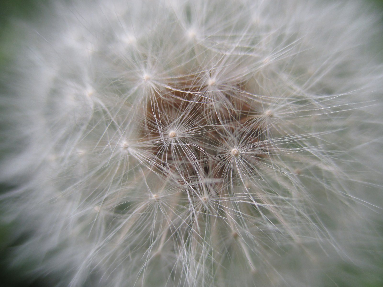 Fuzzy Dandelion