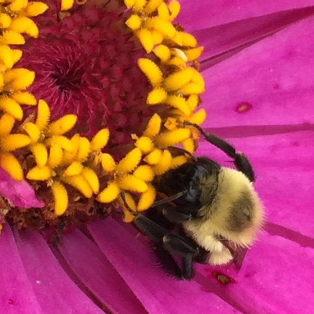 Bee Happy