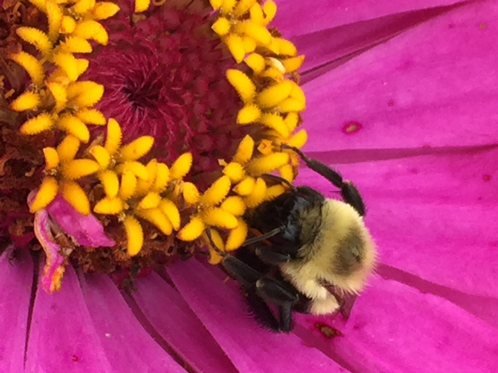 Bee Happy