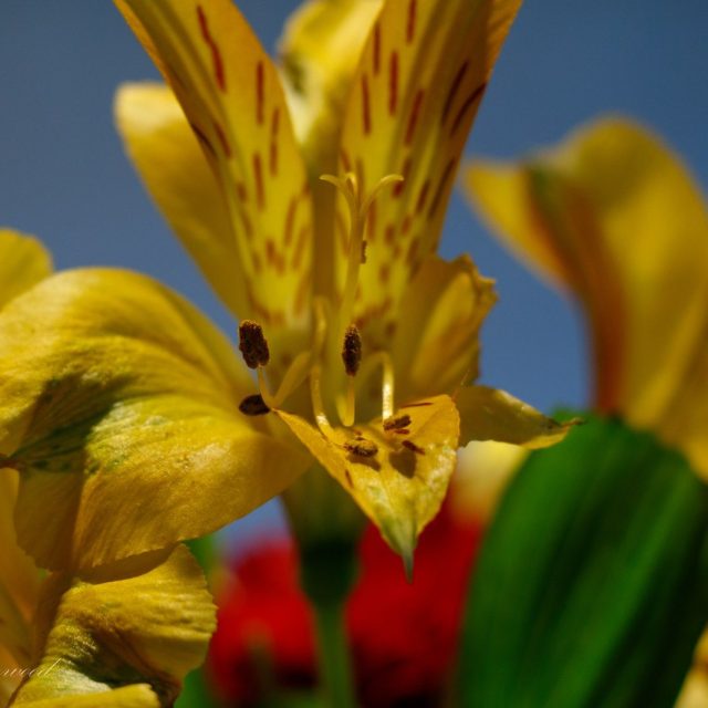 Yellow Flower