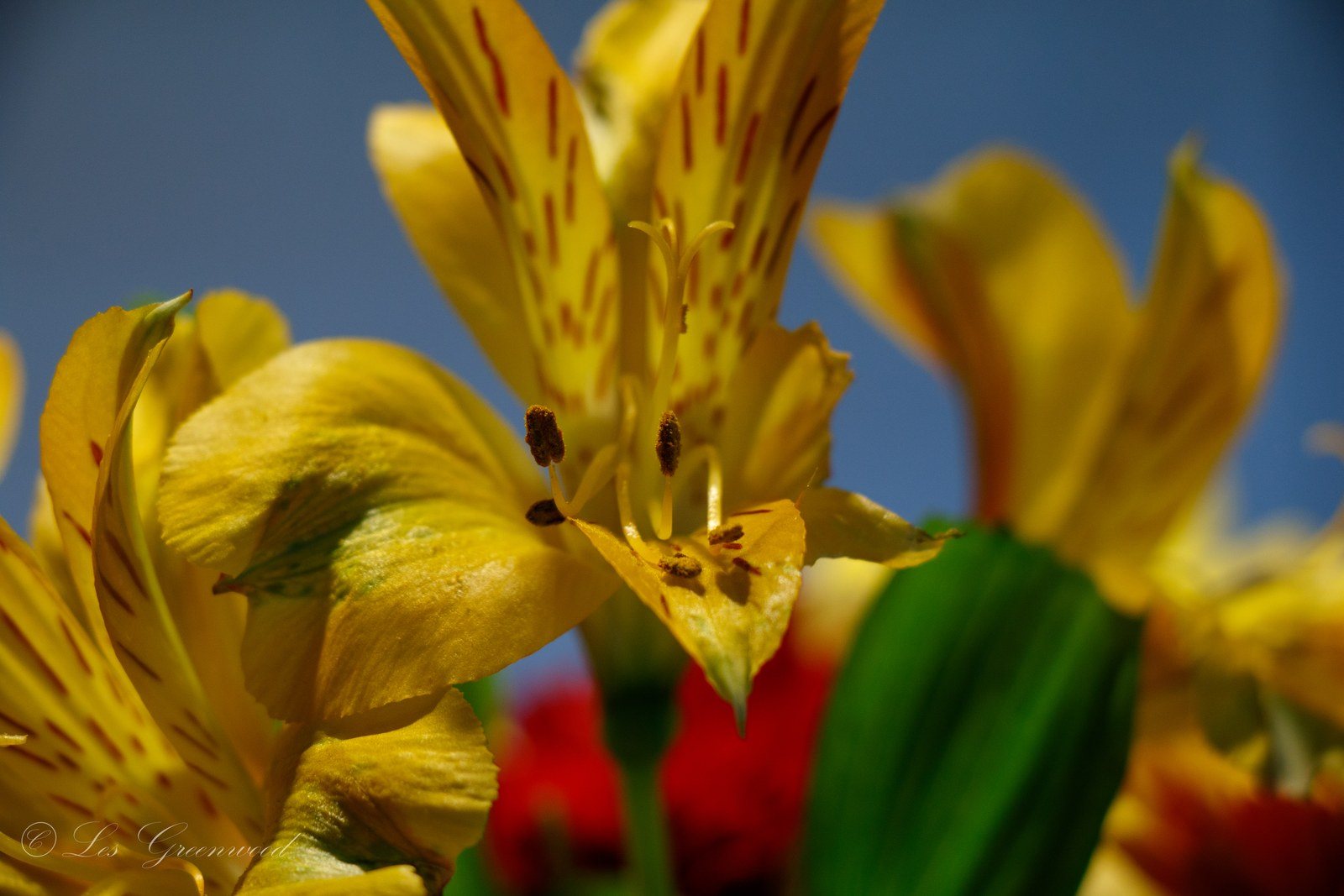 Yellow Flower