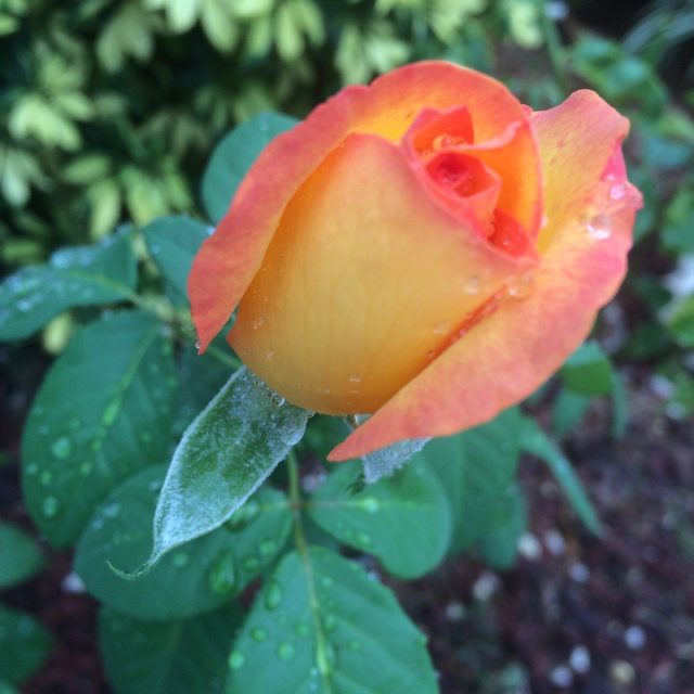 Beauty On A Rainy Day