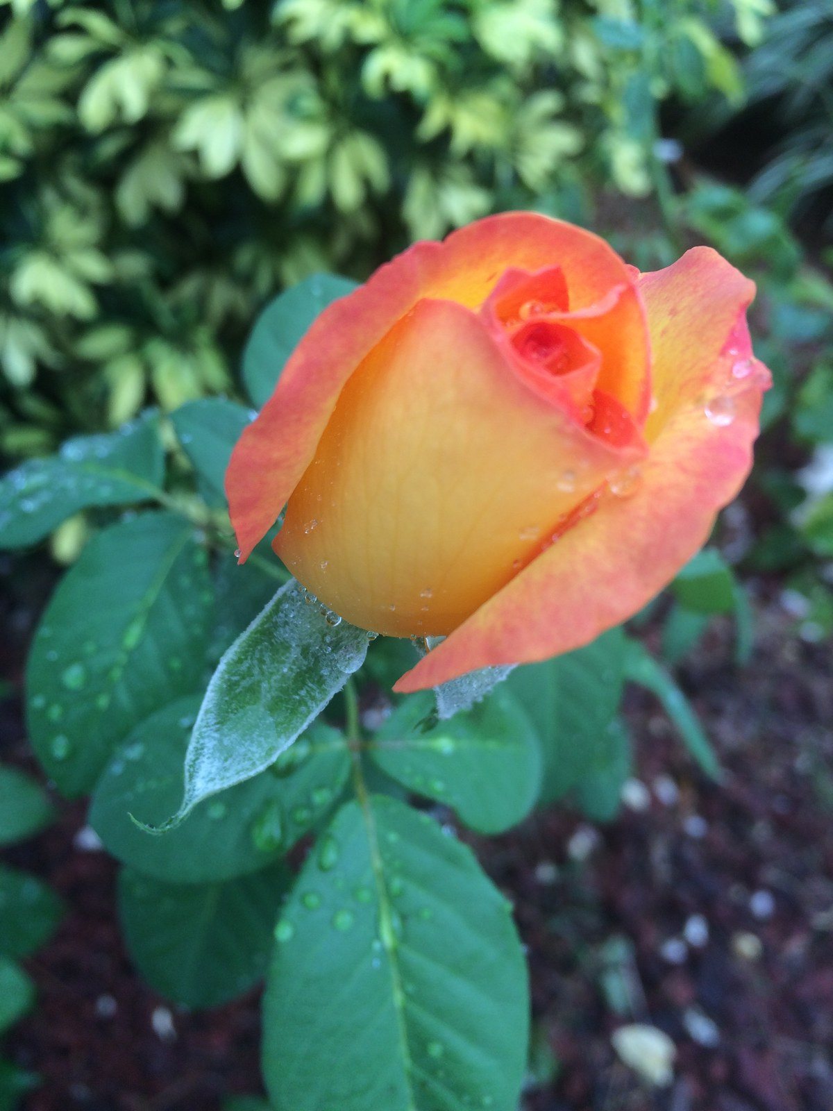 Beauty On A Rainy Day