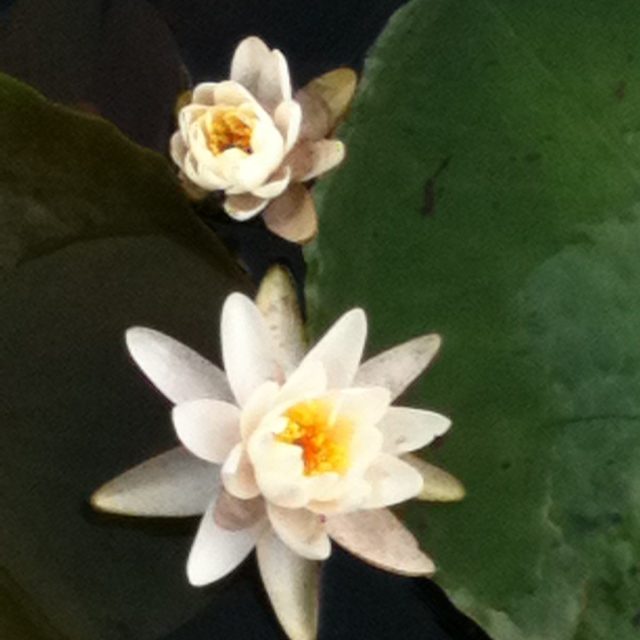 Water Lily