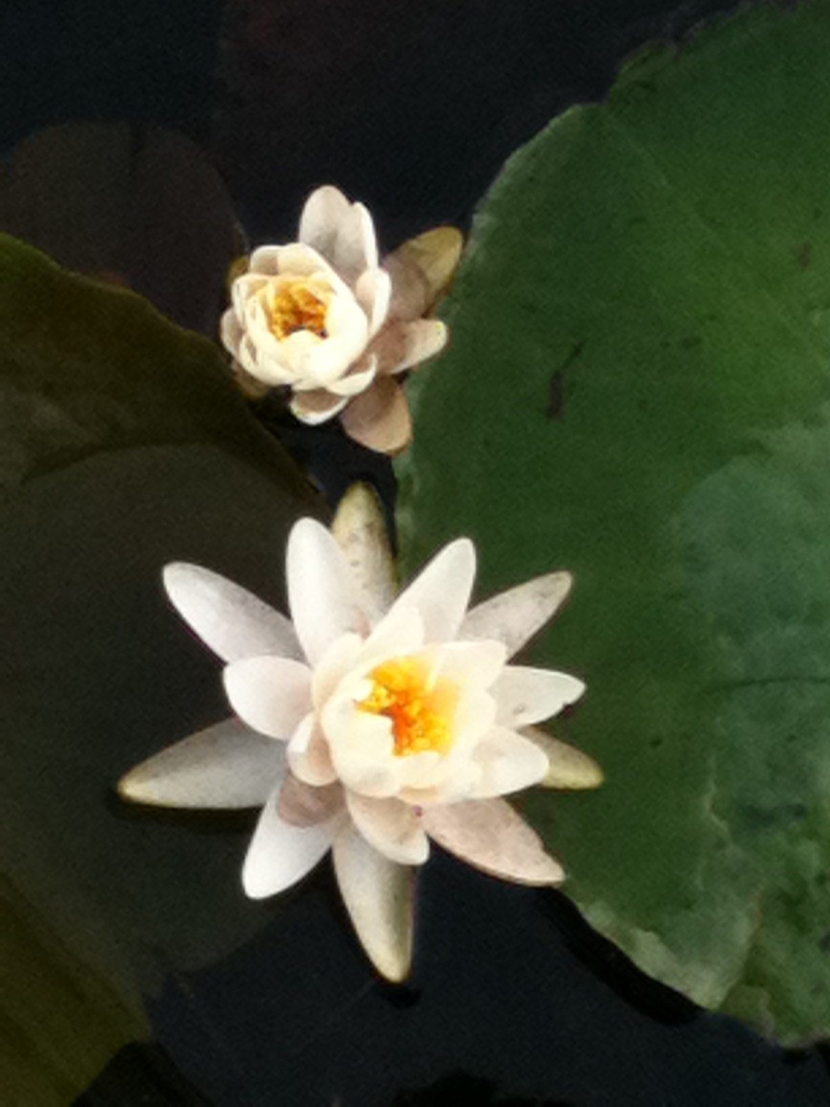 Water Lily