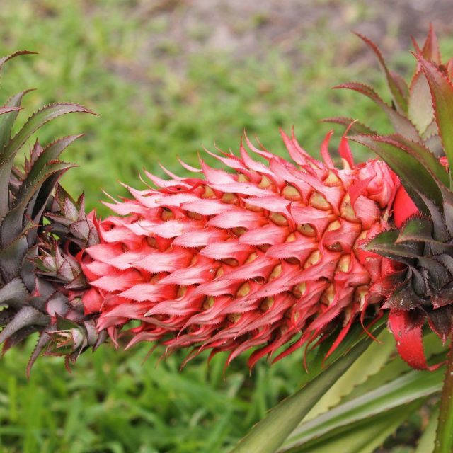 The Red Pineapple