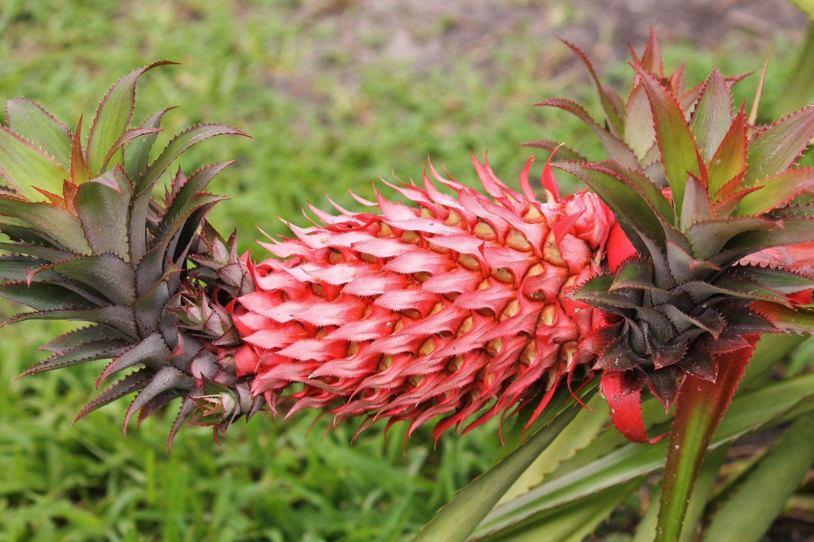 The Red Pineapple