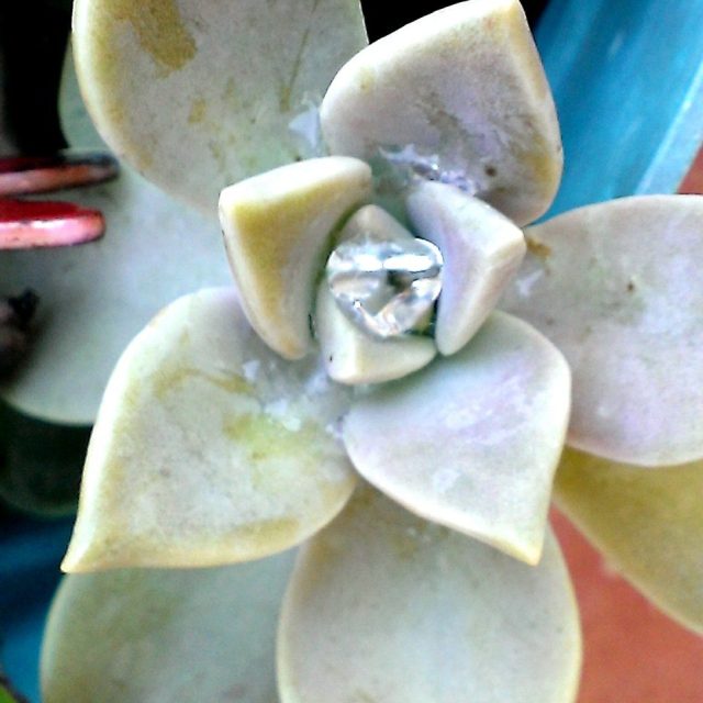 Water Diamond In Succulent