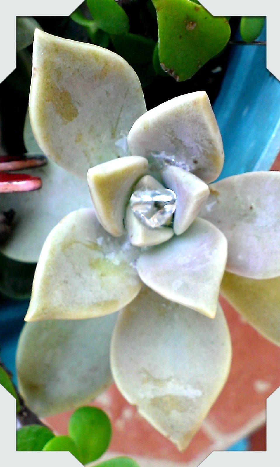 Water Diamond In Succulent