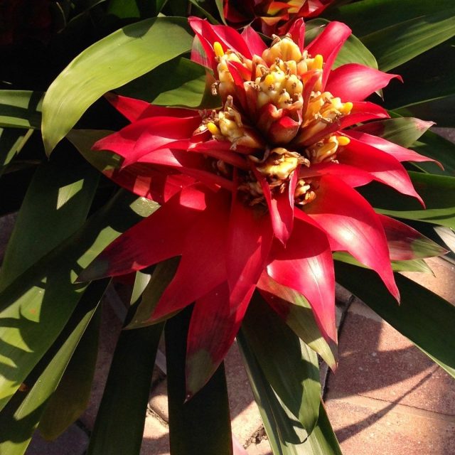 Bromeliad