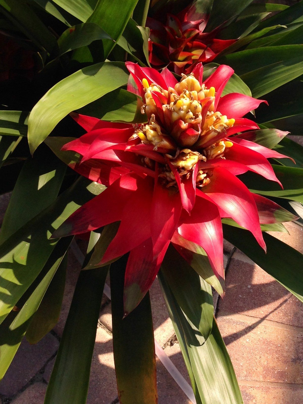 Bromeliad