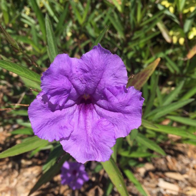 Violet