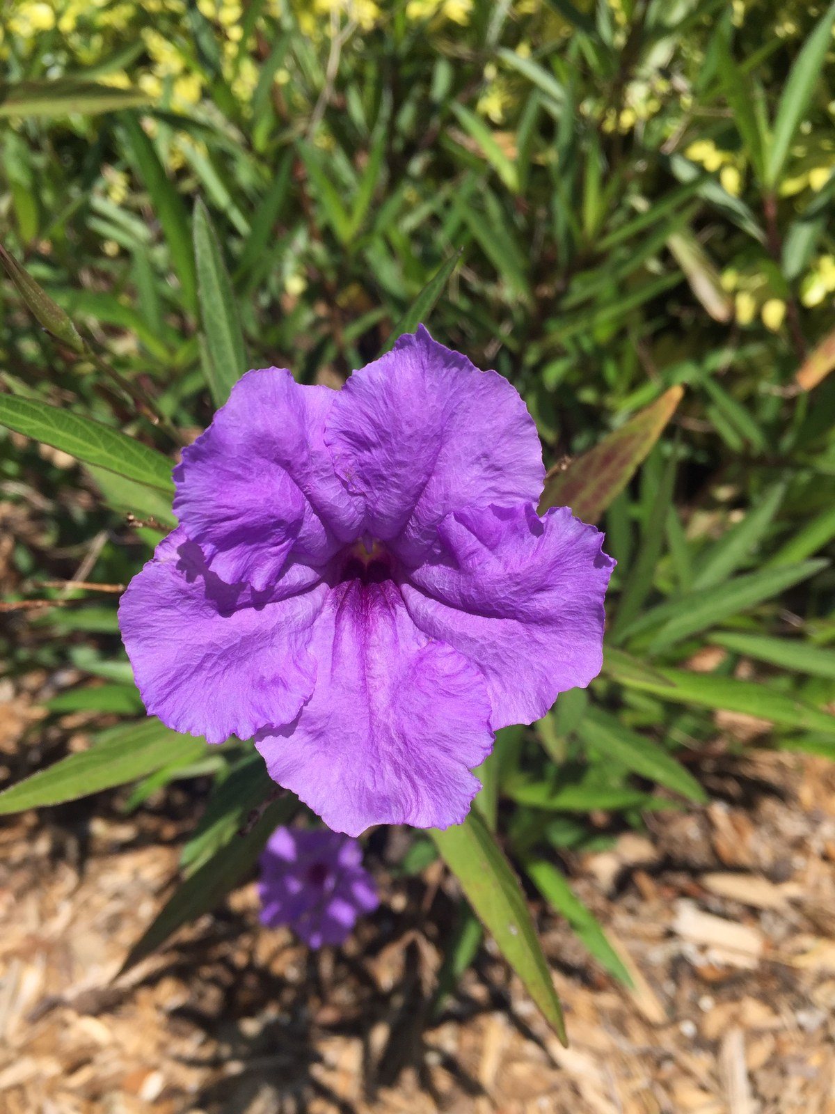 Violet