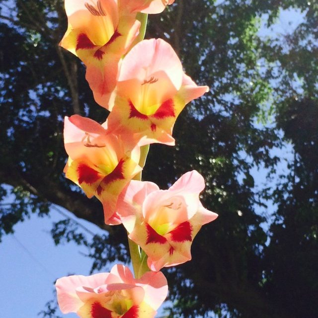 Flowers In From My Backyard