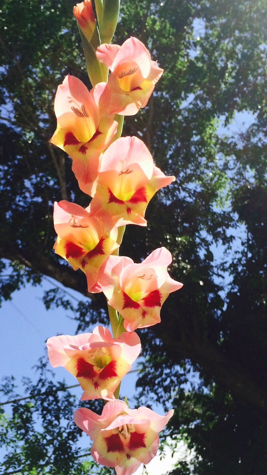Flowers In From My Backyard