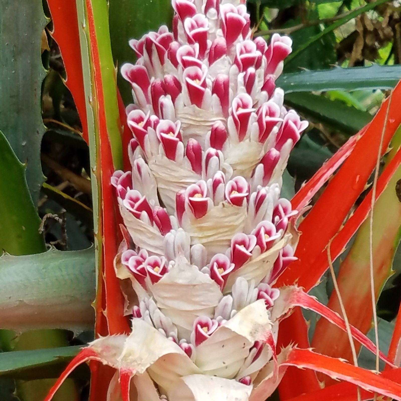 Garden Oddity