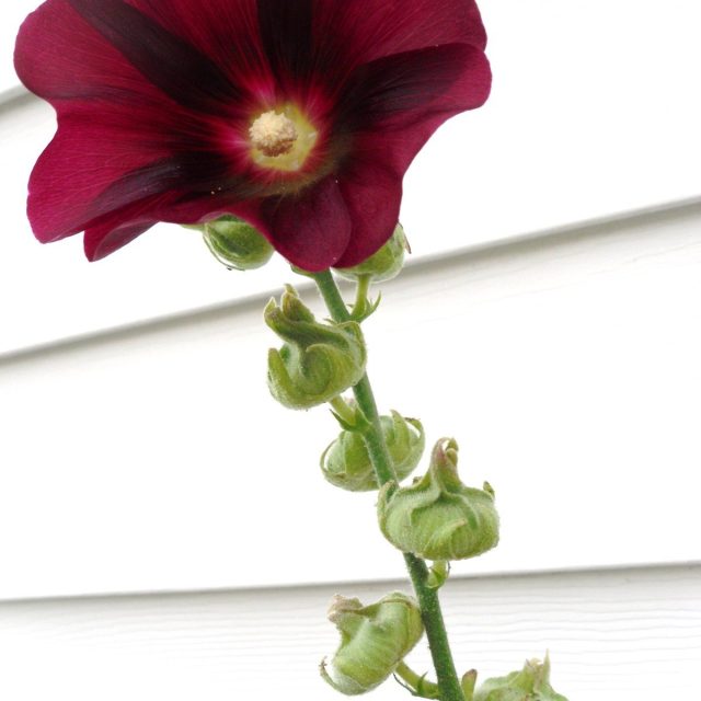 My Grandma's Flower #1