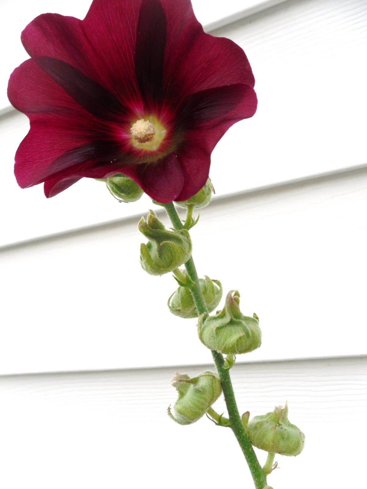 My Grandma's Flower #1