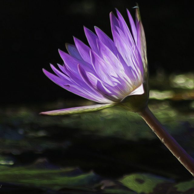 Watercolor Waterlily