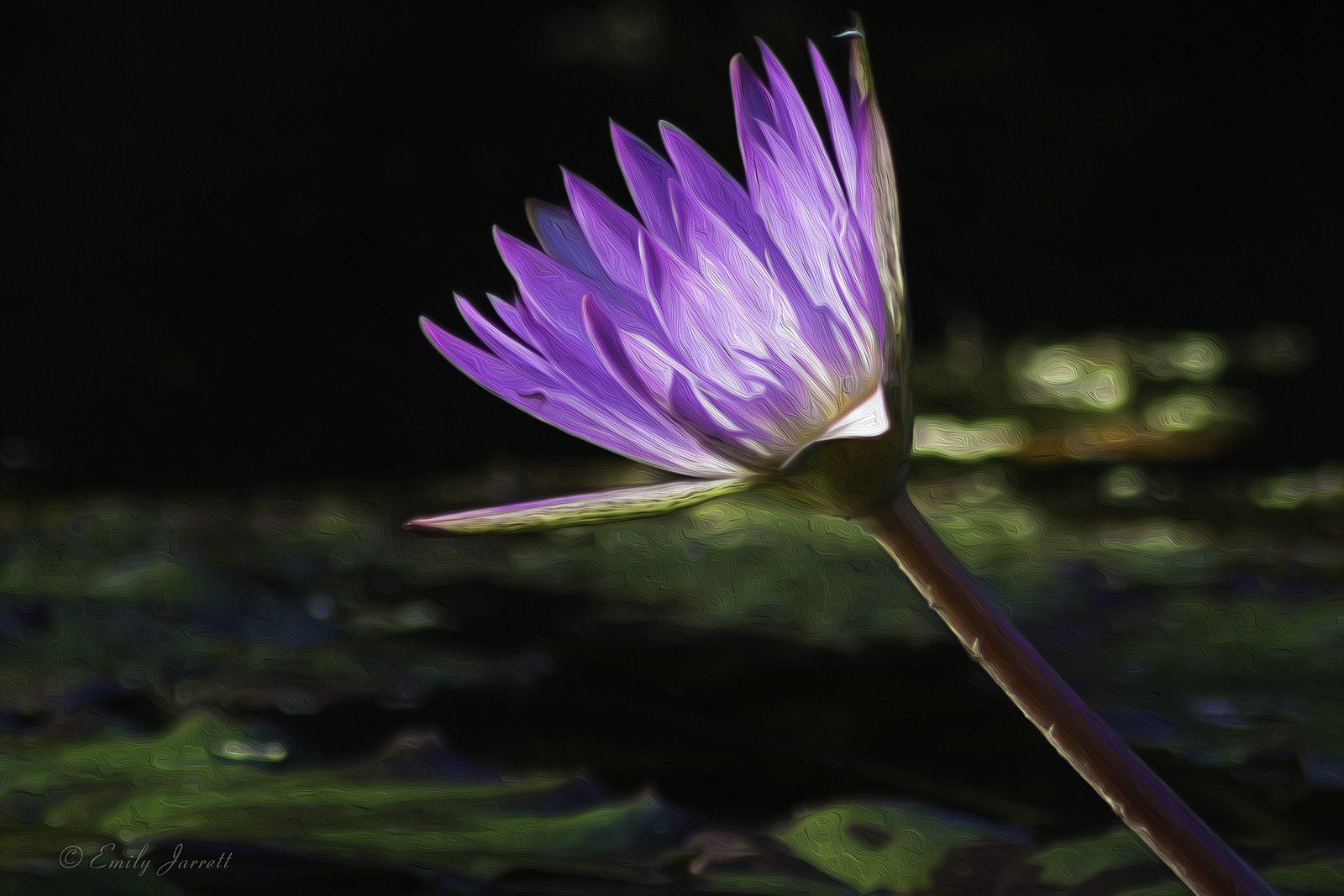 Watercolor Waterlily