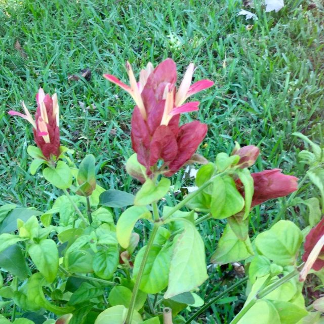 Shrimp Plant Blooming