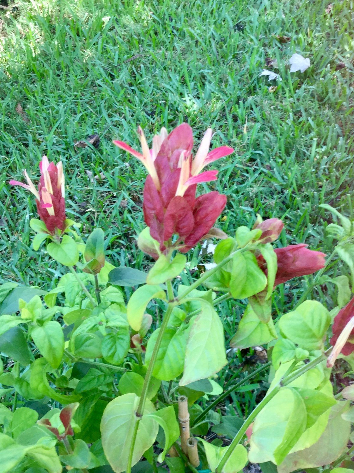 Shrimp Plant Blooming