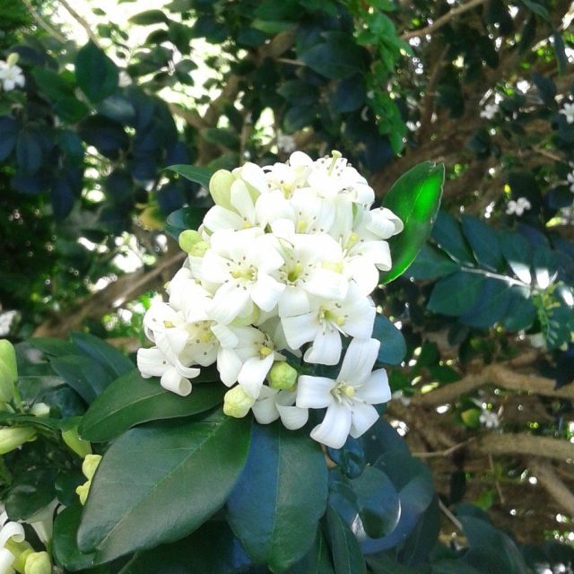 Smells Like Citrus Blooms