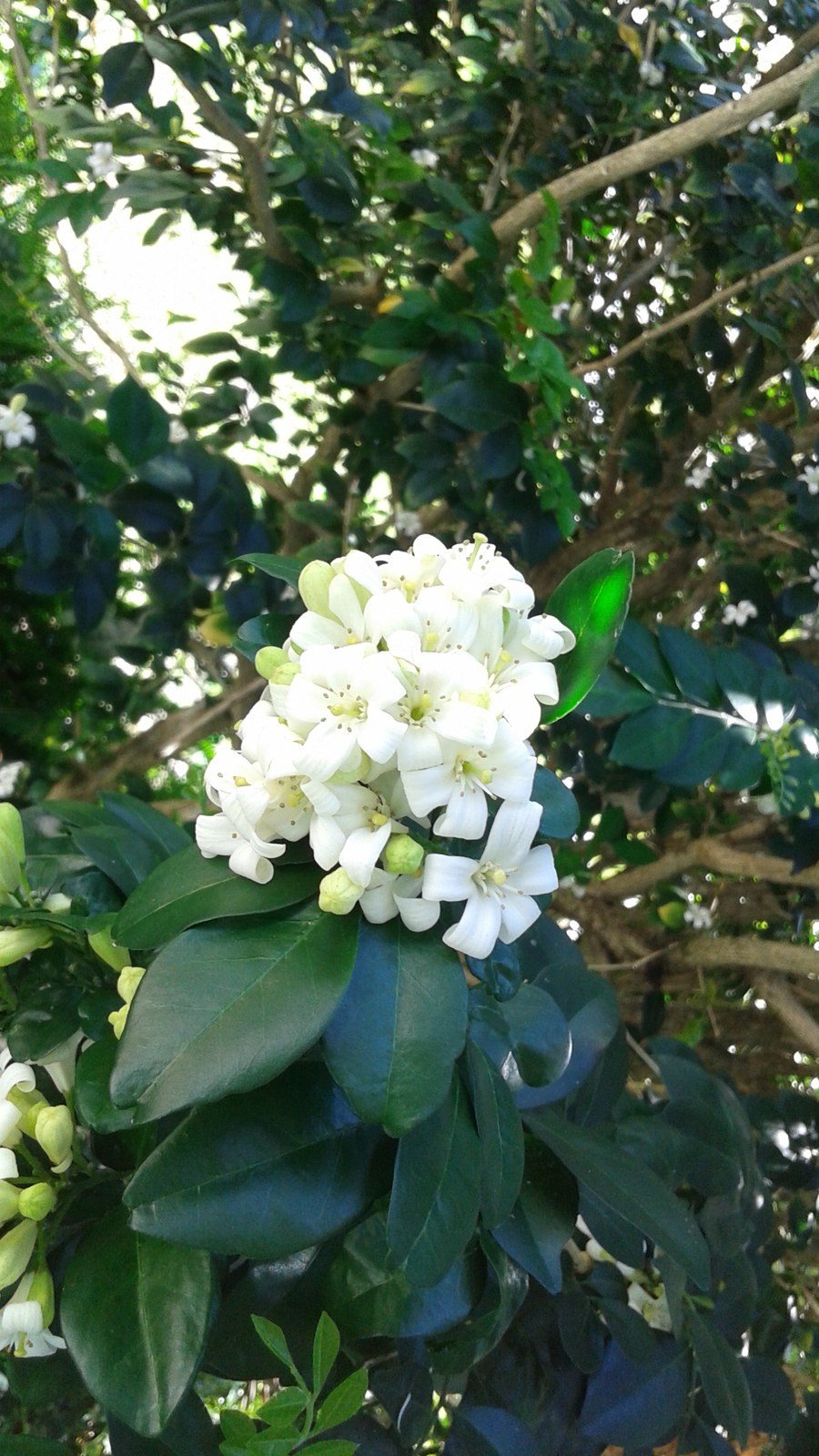 Smells Like Citrus Blooms