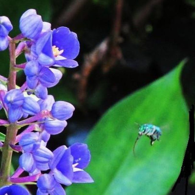 Blue Ginger