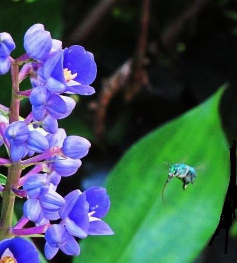 Blue Ginger
