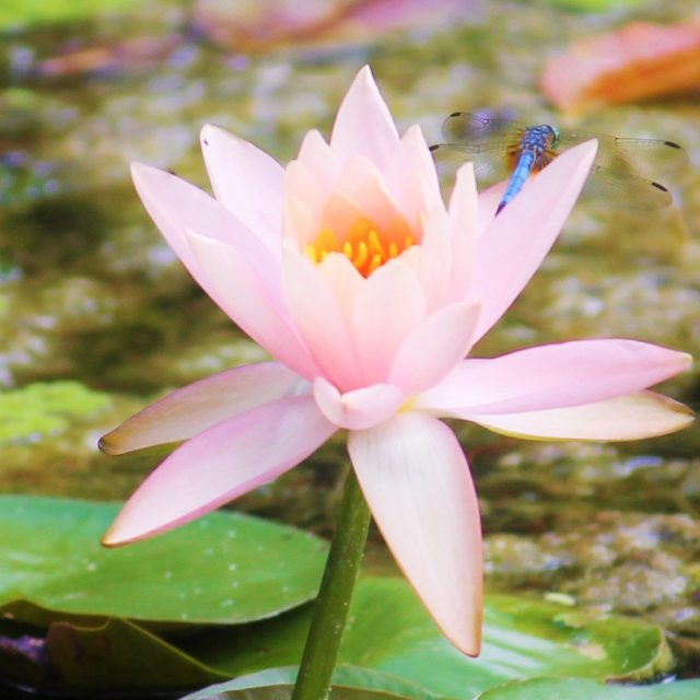 McKee Garden Water Lily & Dragonfly