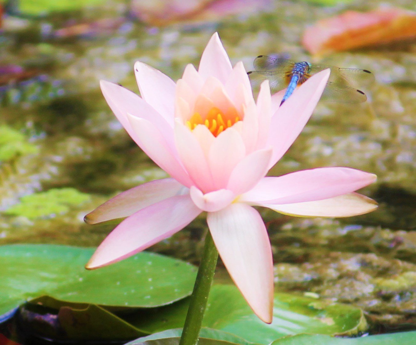 McKee Garden Water Lily & Dragonfly