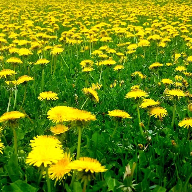 Dandelion Field