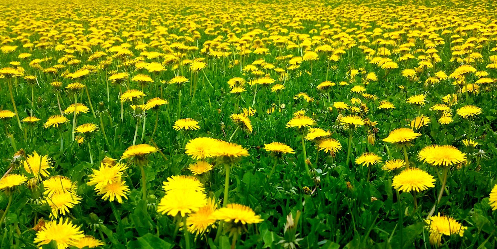 Dandelion Field