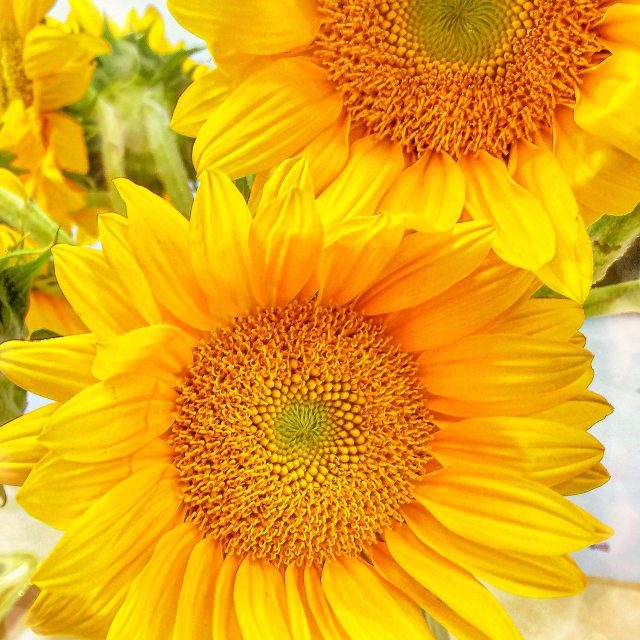 Sunflowers