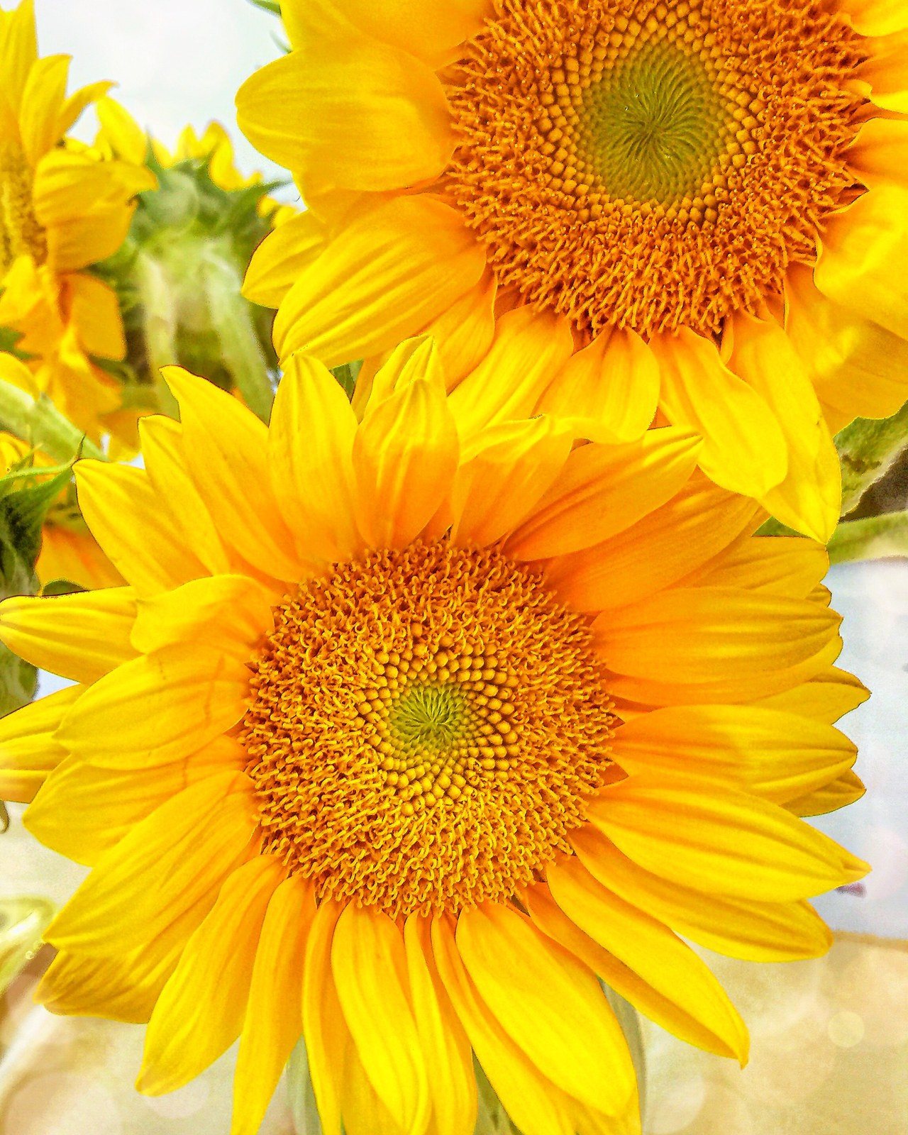 Sunflowers